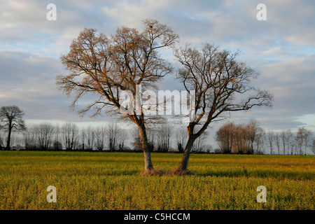 Deux arbres de chêne en face de l'autre dans un champ (Mayenne, Pays de la Loire, France). Banque D'Images