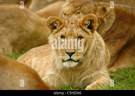 Lionne d'or avec sa fierté. Banque D'Images