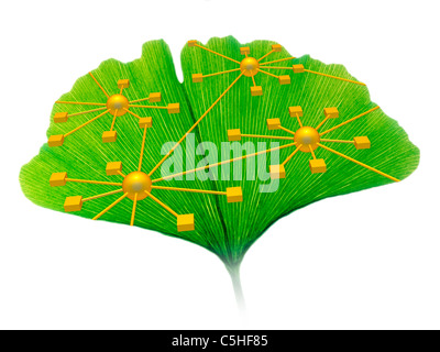 Le ginkgo et schéma du réseau Banque D'Images