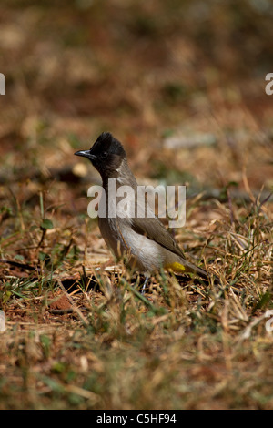 Blackeyed bulbul (commune) Banque D'Images