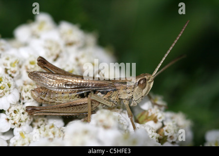 Le Criquet Chorthippus albomarginatus moindre perché sur Umbellifer, Lincolnshire, Royaume-Uni Banque D'Images