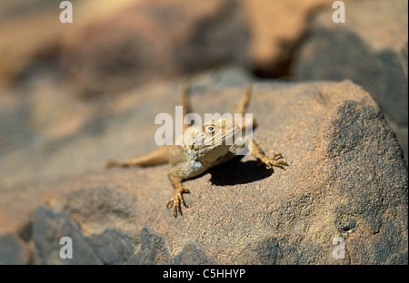 L'Algérie. près de Djanet. Désert du Sahara. Lizard on rock.' Banque D'Images