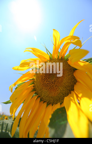 La Turquie, l'Anatolie Centrale, tournesol, tournesol, graines de fleurs jaune soleil Banque D'Images