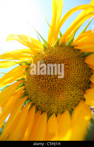 La Turquie, l'Anatolie Centrale, tournesol, tournesol, graines de fleurs jaune soleil Banque D'Images