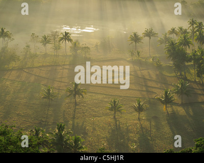 Champ de riz le matin les rayons du soleil près de collines de chocolat, de Bohol. Banque D'Images