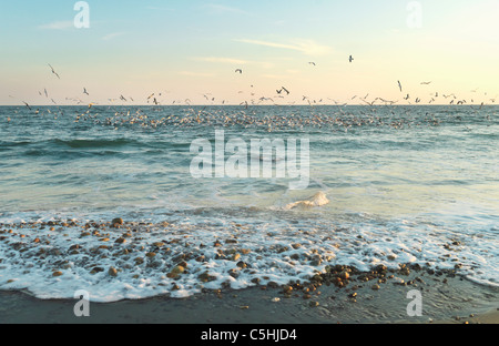 Flock of seagulls feeding in ocean Banque D'Images