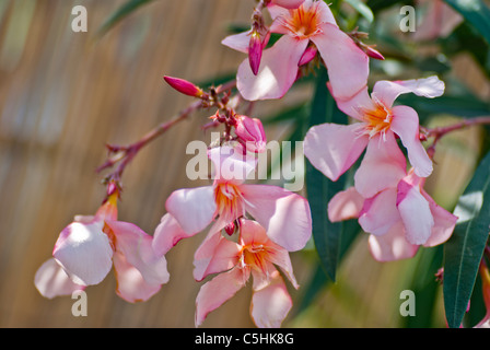 Nerium oleander 'Petite Peach', arbuste à fleurs d'Evergreen Banque D'Images