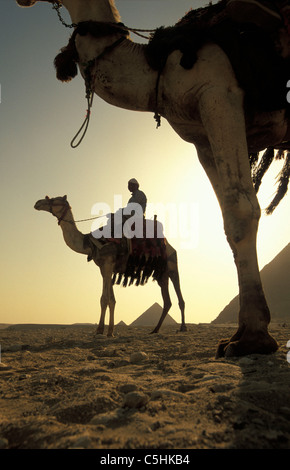 L'Egypte, à Gizeh, près du Caire. Pyramides. Chameliers. Banque D'Images