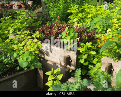Les laitues et les légumes sur des lits surélevés Banque D'Images