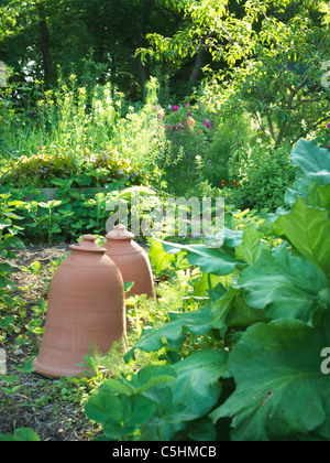 Cloche en terre cuite dans le jardin de légumes Banque D'Images