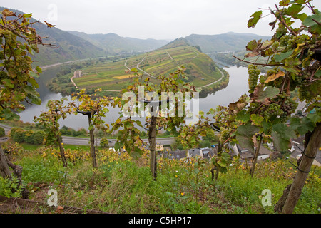 Auf dem Weinreben Calmont, Moselschleife bei Bremm, Mosel, vignoble et à l'Église Sainte-fauste, Moselle courbe à Bremm, Moselle Banque D'Images