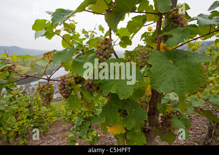 Weinreben Weintrauben, auf dem Calmont, Moselschleife bei Bremm, vignes sur les Calmont, près du village de Bremm Banque D'Images