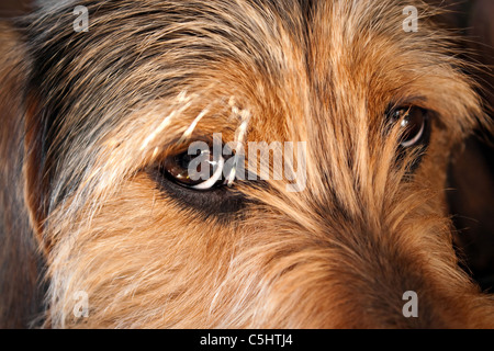 Gros plan sur les yeux d'un jeune chien mixtes sur un an. Profondeur de champ. Banque D'Images