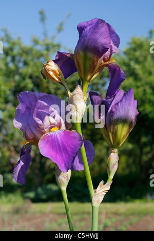 Iris de jardin, l'allemand, l'iris iris, fleur de lis, d'un drapeau (iris germanica). Banque D'Images
