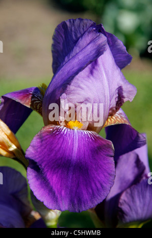 Iris de jardin, l'allemand, l'iris iris, fleur de lis, d'un drapeau (iris germanica). Banque D'Images