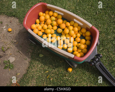 Les oranges dans les petits enfants wagon à Northridge, Californie Banque D'Images