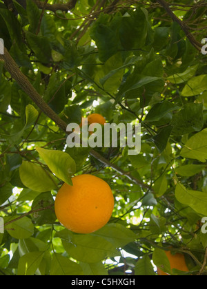 Les oranges dans les petits enfants wagon à Northridge, Californie Banque D'Images