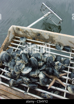 (Quahoger shellfisherman) Bill Bergan au travail pour ramasser des palourdes dans la baie de Narragansett au large de Rhode Island (Modèle) de parution.. Banque D'Images