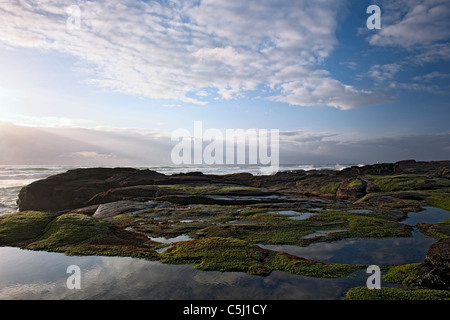 Soir à marée basse mer expose l'herbe sur les roches de basalte à l'Oregon's sentait Sands State Park et la ville côtière de Yachats. Banque D'Images