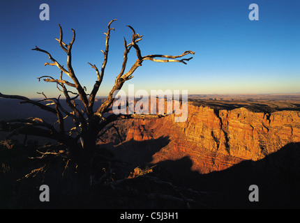 Branches de l'arbre mort décrit contre le ciel bleu et les murs de canyon, South Rim du Grand Canyon, Arozona, USA Banque D'Images