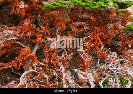 Cyprès (Cupressus) macrcarpa couverts dans les algues vertes, Point Lobos State Reserve, Carmel, Californie Banque D'Images