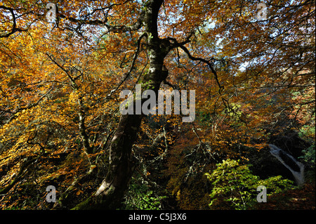 Les hêtres, dans des couleurs d'automne près de Golspie, Sutherland, Scotland, UK. Banque D'Images