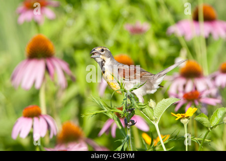 Dickcissel chanter parmi les fleurs sauvages - coneflowers violet Banque D'Images