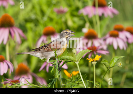 Dickcissel chanter parmi les fleurs sauvages - coneflowers violet Banque D'Images