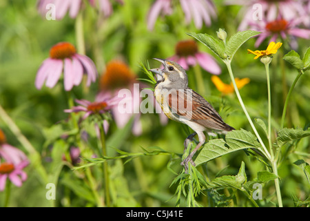 Dickcissel chanter parmi les fleurs sauvages - coneflowers violet Banque D'Images