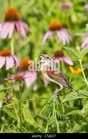 Dickcissel chantant entre purple coneflowers - fleurs sauvages - verticale Banque D'Images