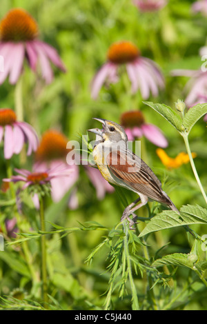 Dickcissel chantant entre purple coneflowers - fleurs sauvages - verticale Banque D'Images