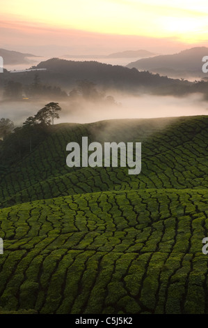 Les plantations de thé de Cameron Highlands Malaisie. Lever du soleil tôt le matin, avec le brouillard. Banque D'Images