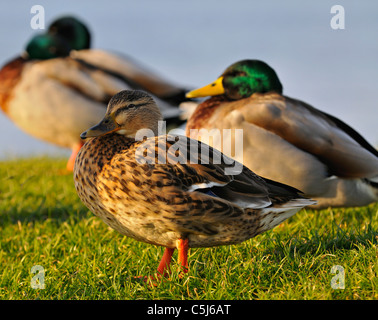 Un groupe mixte de canards colverts mâles et femelles commencent à s'installer au perchoir pour la nuit sur l'herbe le long des rives de la banque Banque D'Images