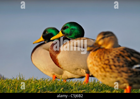 Un groupe mixte de canards colverts mâles et femelles commencent à s'installer au perchoir pour la nuit sur l'herbe le long des rives de la banque Banque D'Images