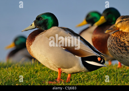 Un groupe mixte de canards colverts mâles et femelles commencent à s'installer au perchoir pour la nuit sur l'herbe le long des rives de la banque Banque D'Images