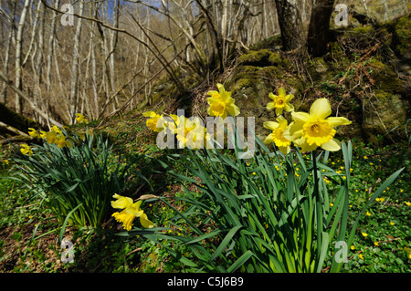 Jonquilles jaune dans la nature de plus en plus dans les bois le long des rives du Loch Tay, Perthshire, Écosse, Royaume-Uni. Banque D'Images