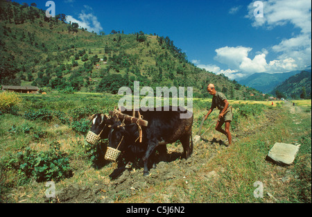 Un villageois charrues son domaine à l'aide de deux boeufs dans la vallée de la rivière Marysandi, centre-ouest du Népal. Banque D'Images