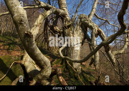 En forme de fantastique hêtre avec split tronc principal et writhing, comme des succursales de la pieuvre au début du printemps bois près de Killin, Banque D'Images