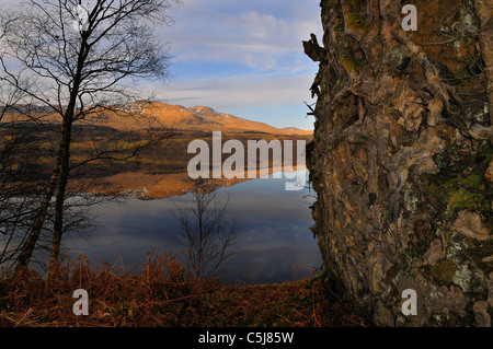 Collines de la gamme Ben Lawers se reflètent dans la lumière du soir dans les eaux calmes et Loch Tay avec arbres à proximité silhouetté Banque D'Images