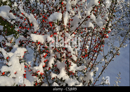 Couverte de neige fortement cotoneaster arbuste dans un jardin à Killin, Perthshire, Écosse, Royaume-Uni. Banque D'Images