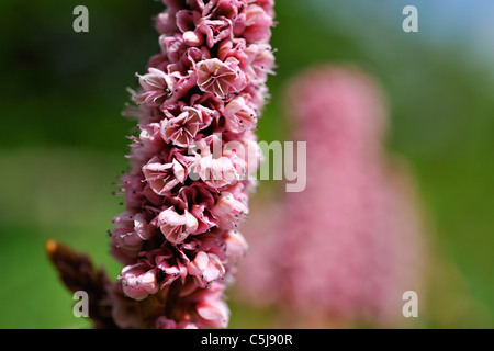 Close-up of pink Polygonum persicaria Affine, et des fleurs dans un jardin à Killin, Perthshire, Écosse, Royaume-Uni. Banque D'Images