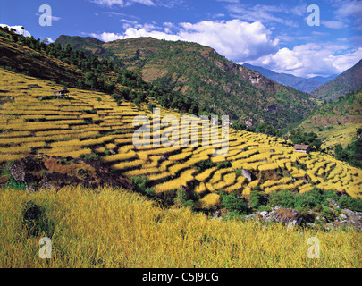 Les champs en terrasses de riz et d'orge de descendre une colline près du village de Sinam dans les contreforts de la gamme Kangchenjunga Banque D'Images