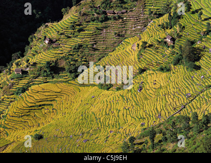 Les champs en terrasses de riz et d'orge de descendre une colline près du village de Sinam dans les contreforts de la gamme Kangchenjunga Banque D'Images