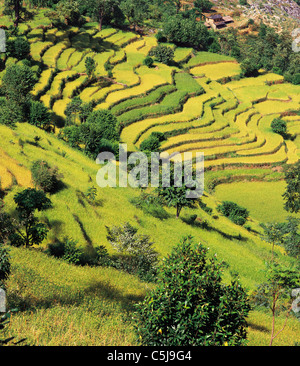 Les champs en terrasses de riz et d'orge de descendre une colline près du village de Sinam dans les contreforts de la gamme Kangchenjunga Banque D'Images