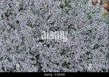 Statice allemand - statice de Tartarie (Goniolimon tataricum) floraison en été Banque D'Images