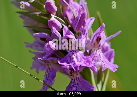 Close-up of common spotted orchid dans une prairie d'été. Banque D'Images