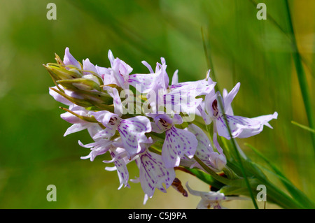 Close-up of common spotted orchid dans une prairie d'été. Banque D'Images