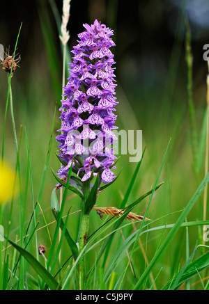 Close-up of common spotted orchid dans une prairie d'été. Banque D'Images