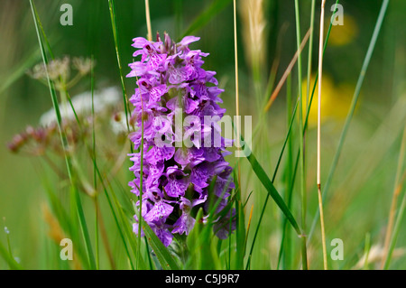 Close-up of common spotted orchid dans une prairie d'été. Banque D'Images