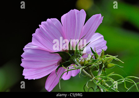 Vue sur la face inférieure d'un Cosmos Bipinnatus Cosmea fleur sur fond de verdure. Banque D'Images